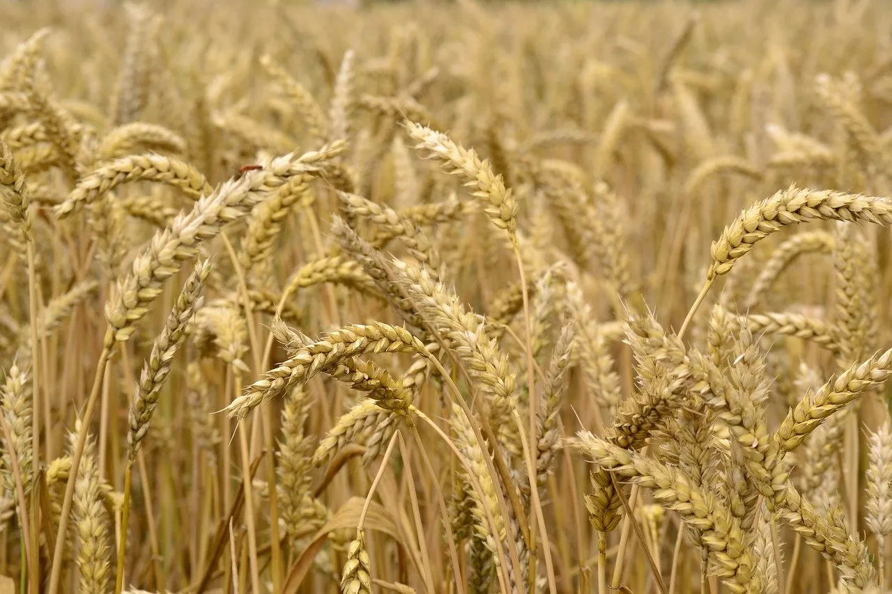 Ce qu’il faut avoir en tête en 2024 sur le blé tendre