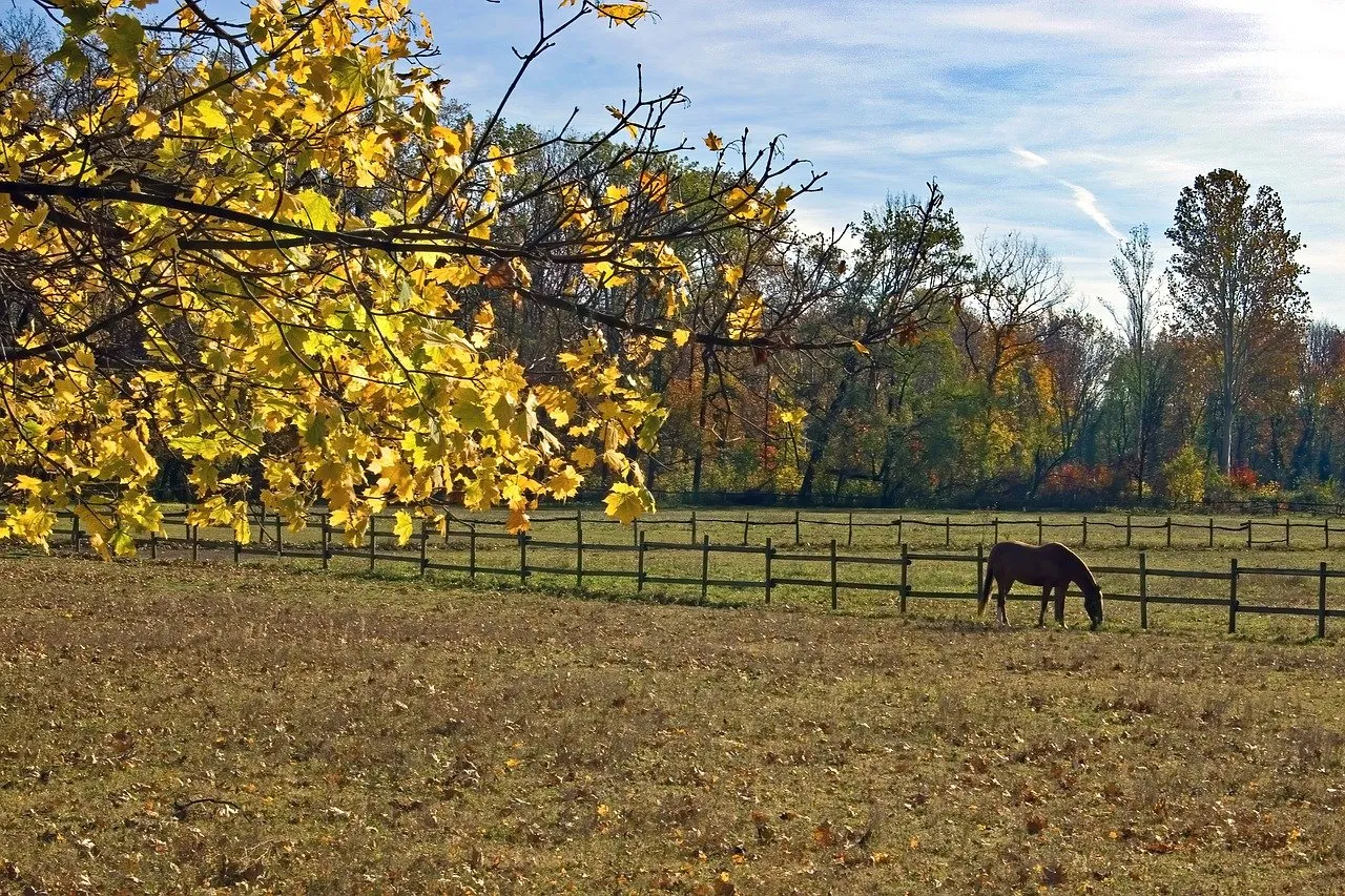 L’ostéopathie animale et ses bienfaits, notamment chez le cheval