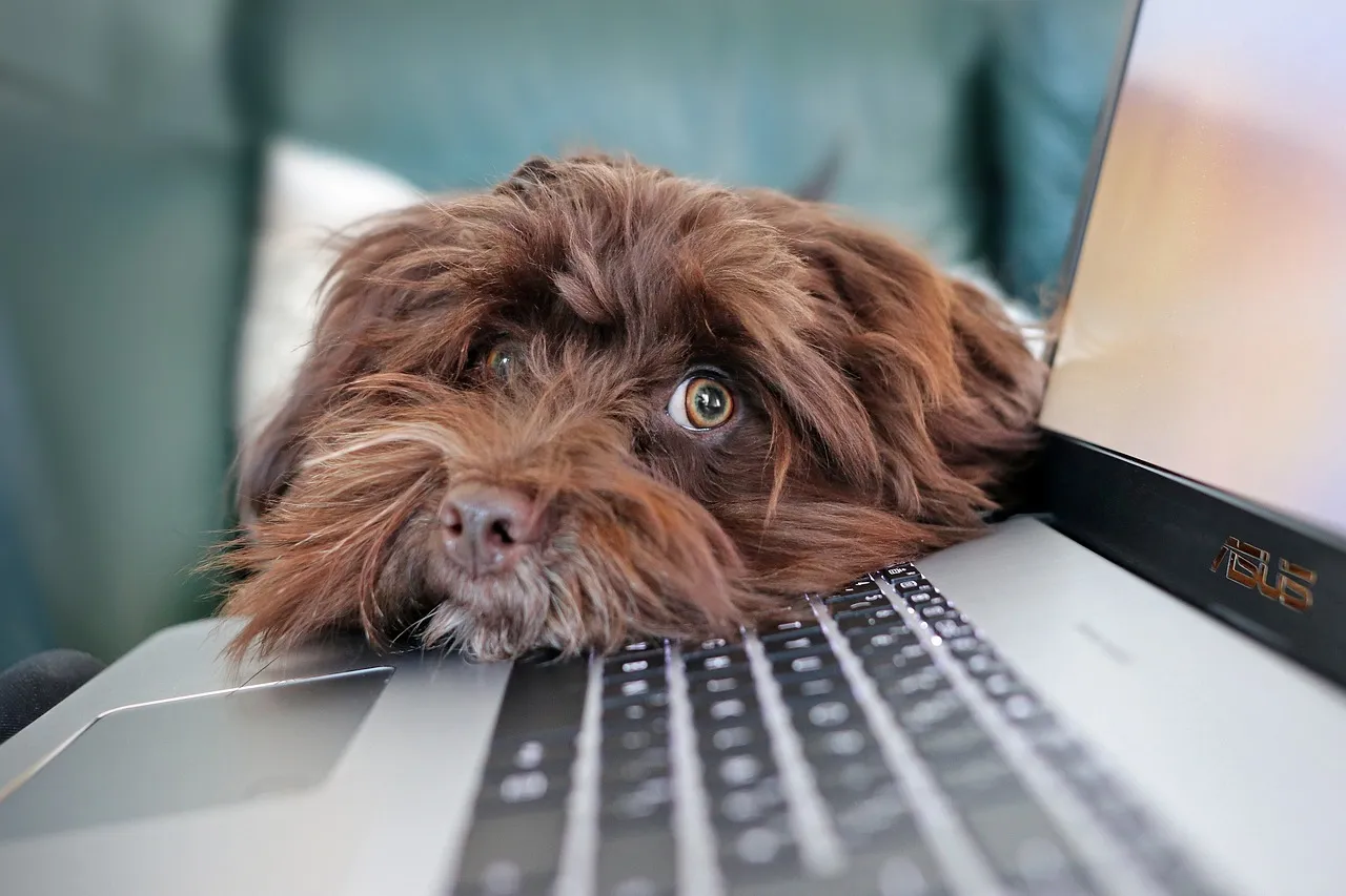 Quel avenir pour le télétravail ?